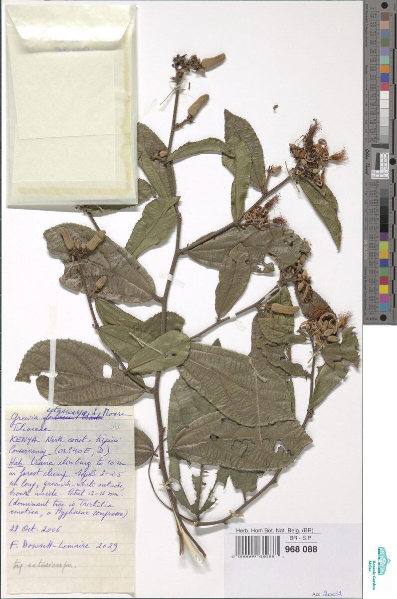 Grewia capitellata — photo