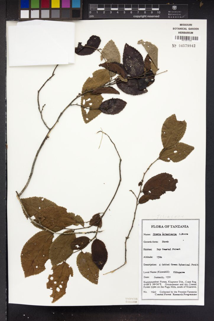 Grewia capitellata — photo