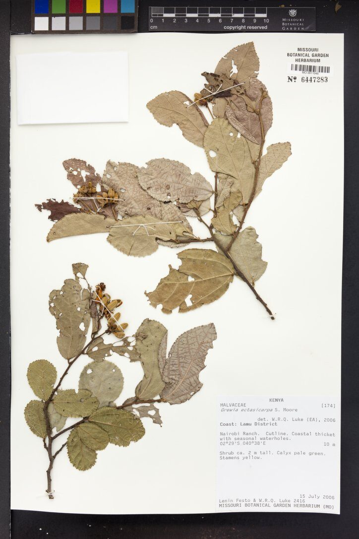 Grewia capitellata