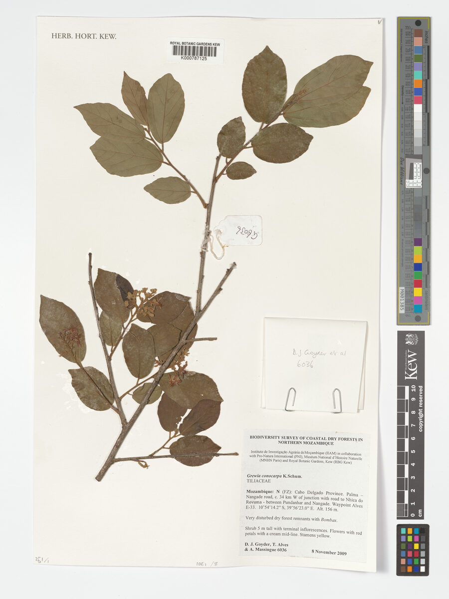 Grewia conocarpa — photo