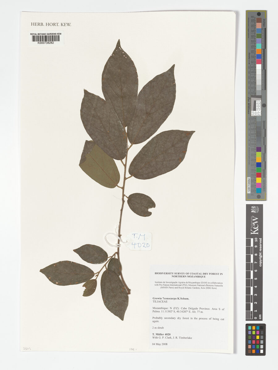 Grewia conocarpa — photo