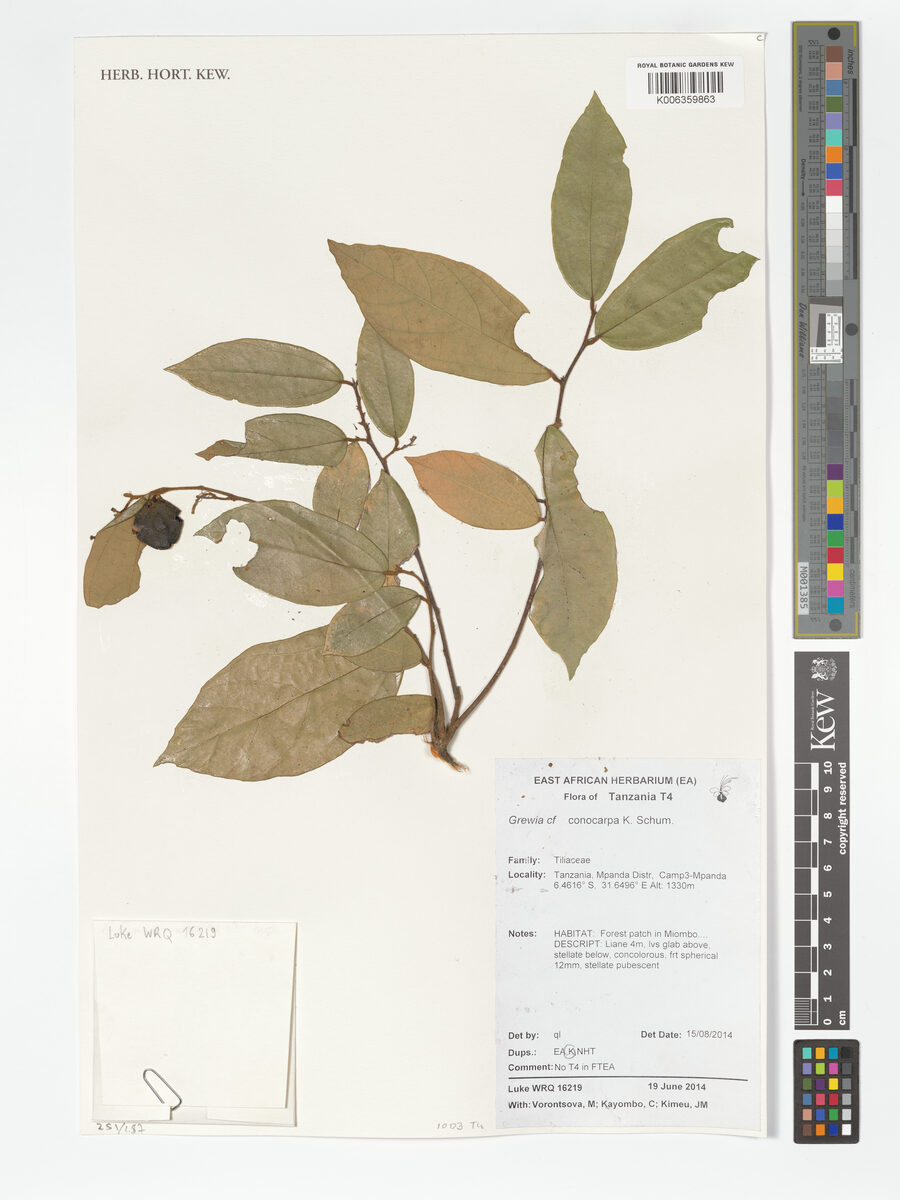 Grewia conocarpa