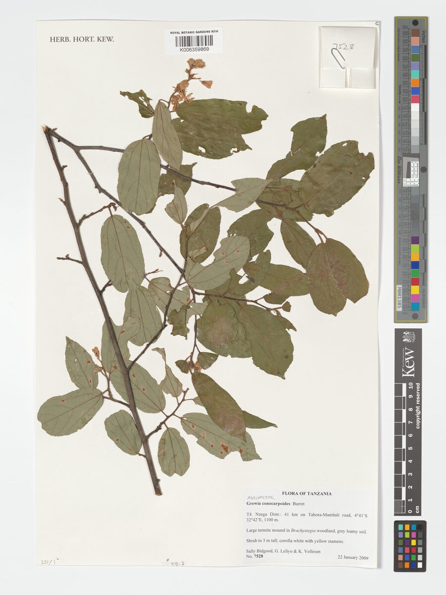 Grewia conocarpoides — photo