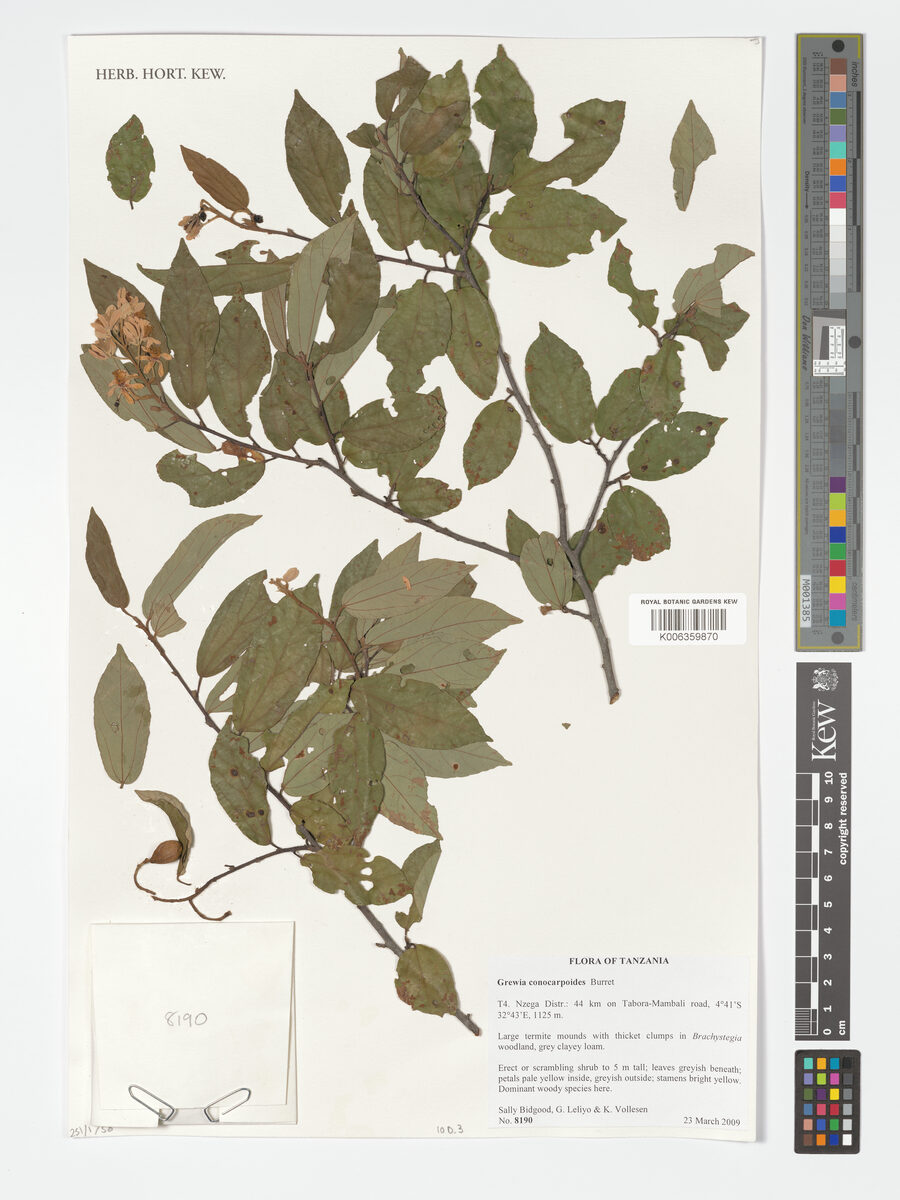 Grewia conocarpoides — photo