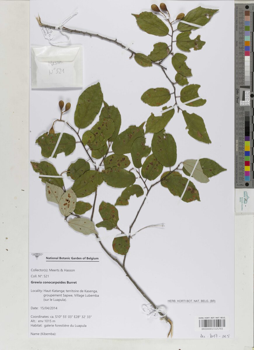Grewia conocarpoides