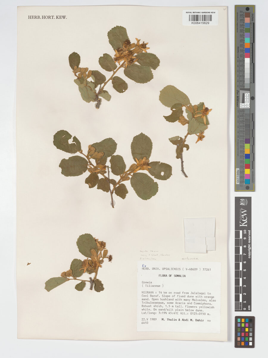 Grewia fallax — photo