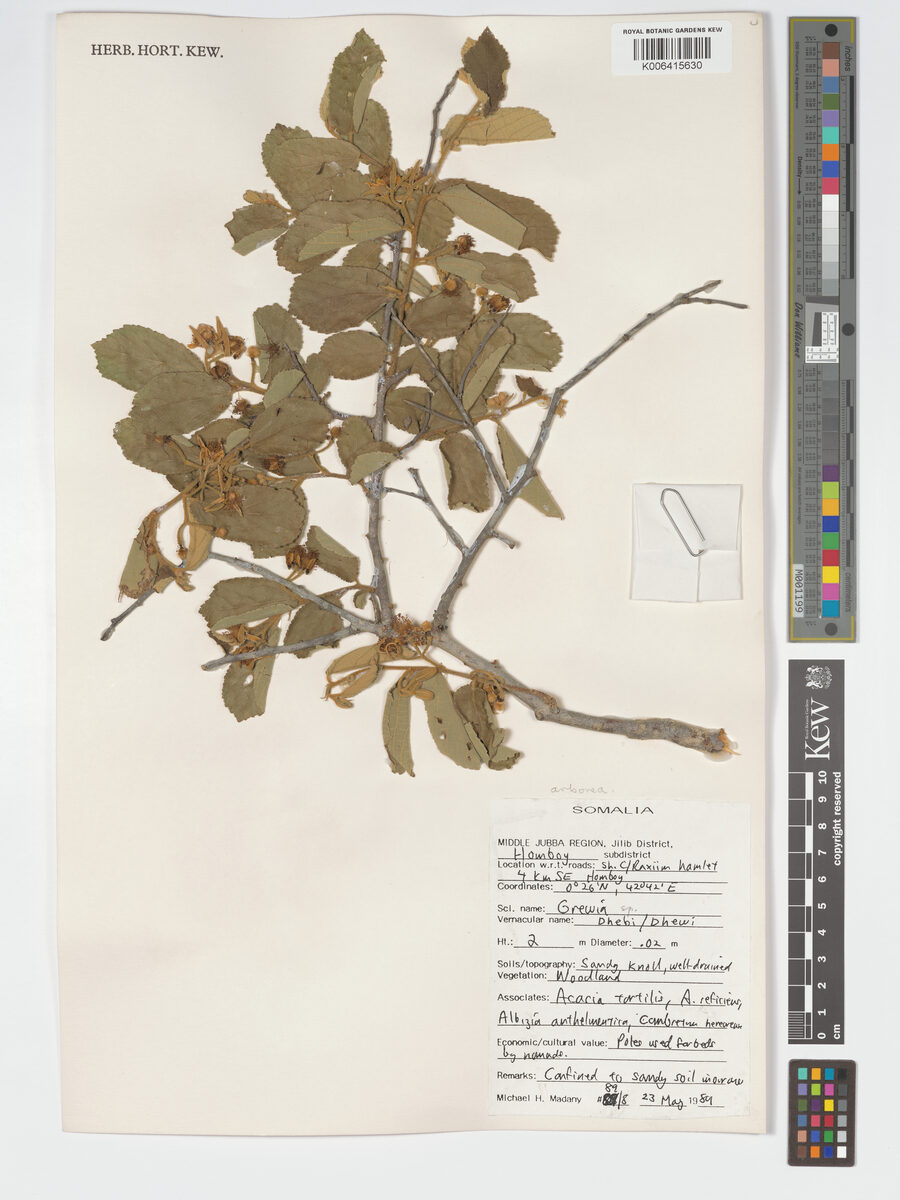 Grewia fallax — photo