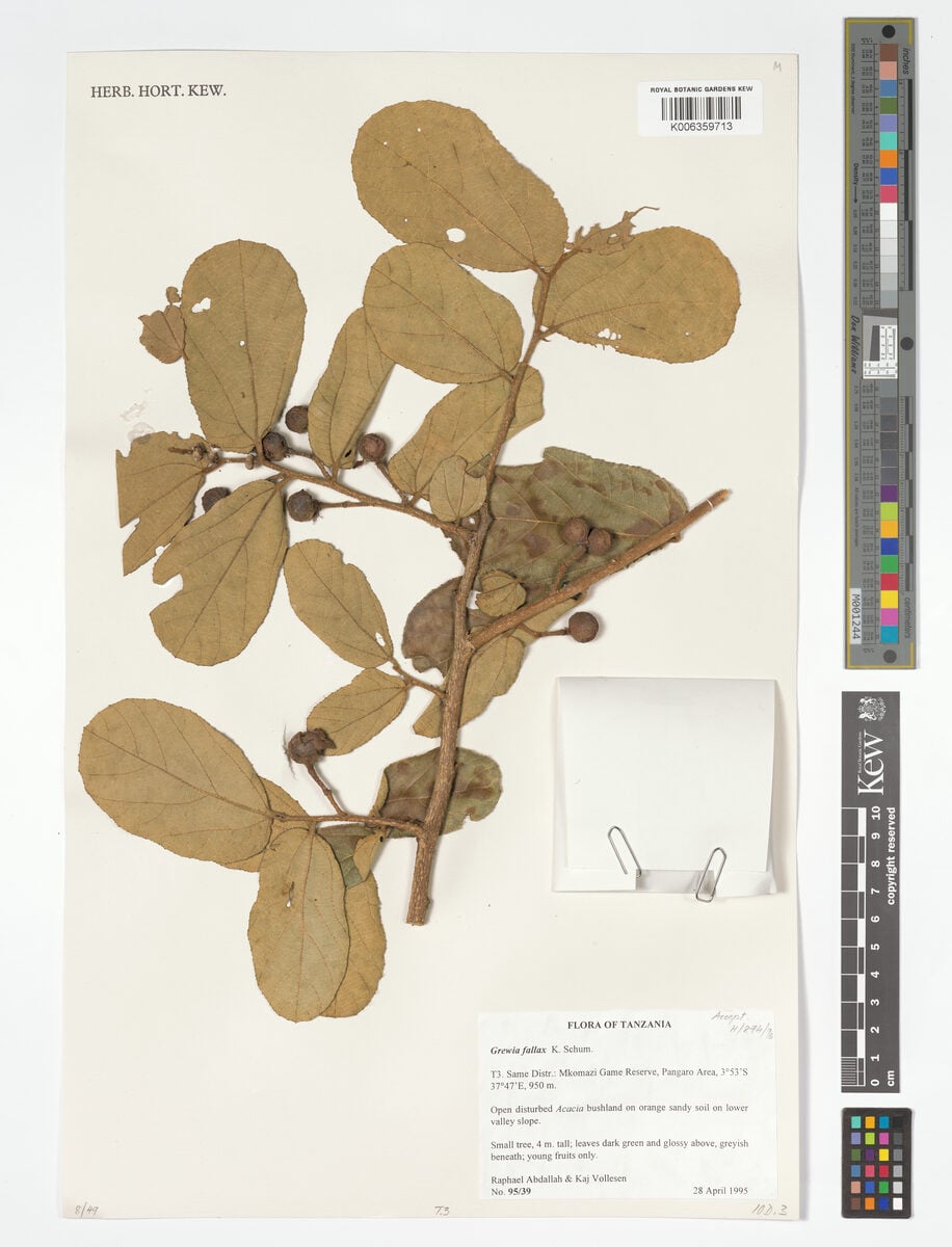Grewia fallax