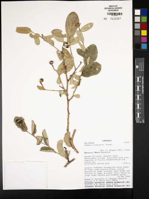Grewia lilacina — photo
