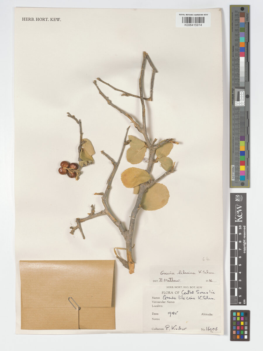 Grewia lilacina — photo