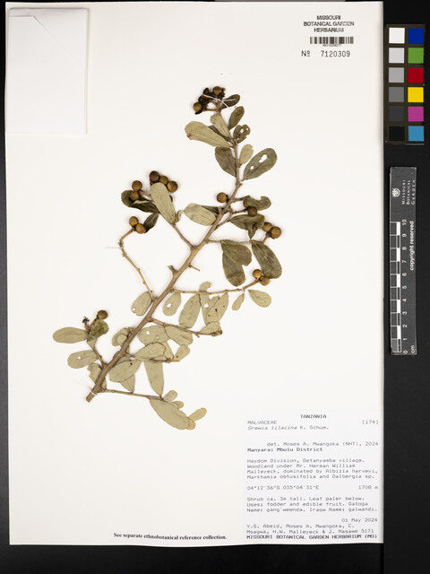 Grewia lilacina