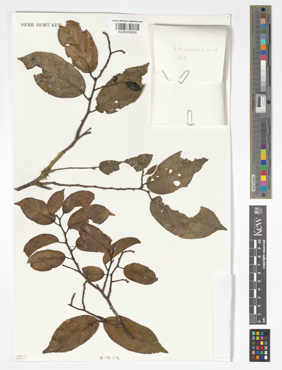 Grewia mildbraedii — photo