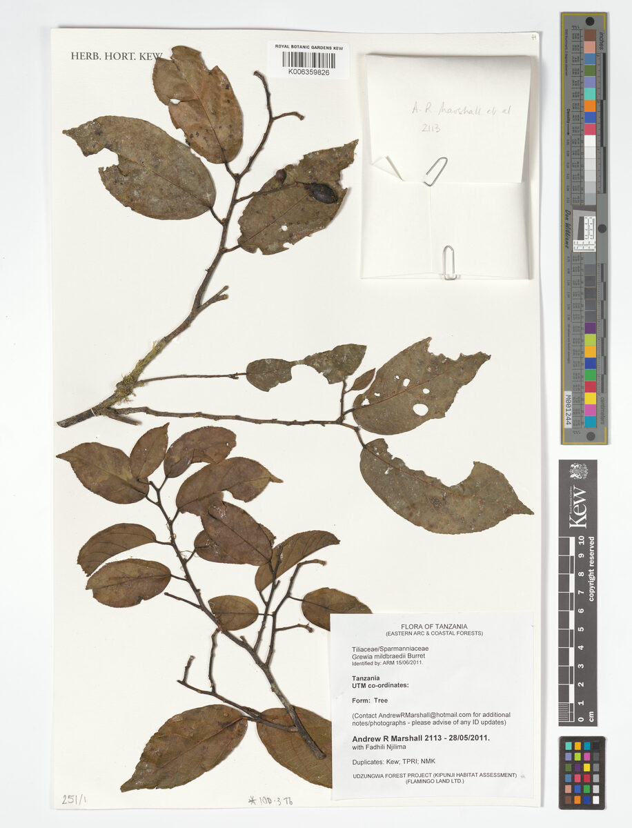 Grewia mildbraedii — photo