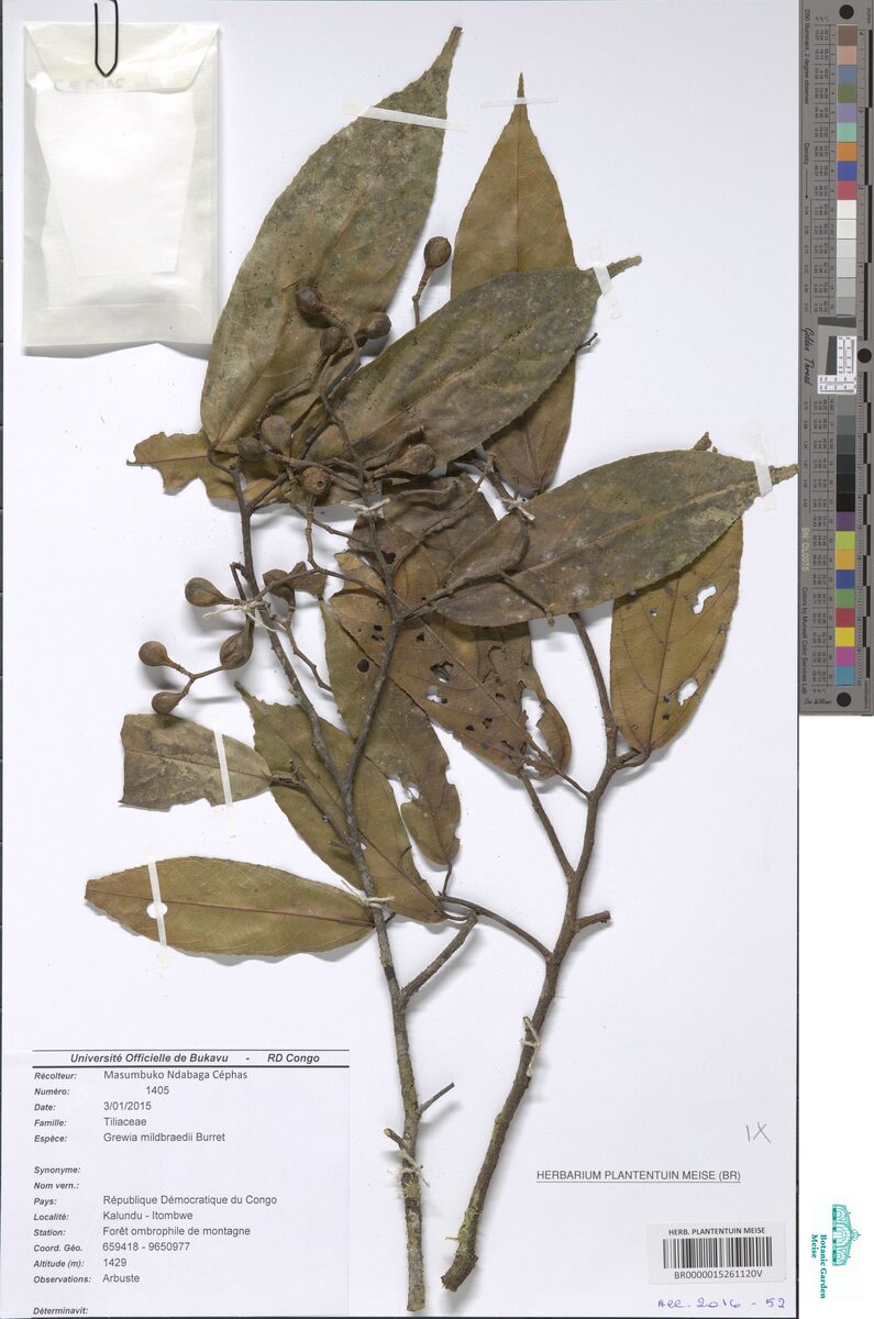 Grewia mildbraedii