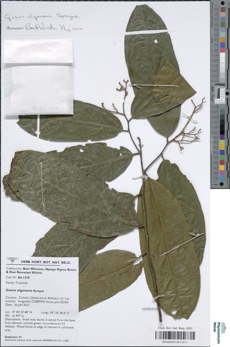 Grewia oligoneura — photo