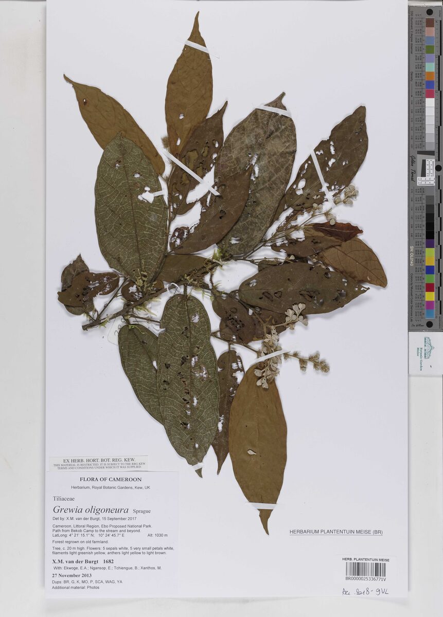 Grewia oligoneura — photo