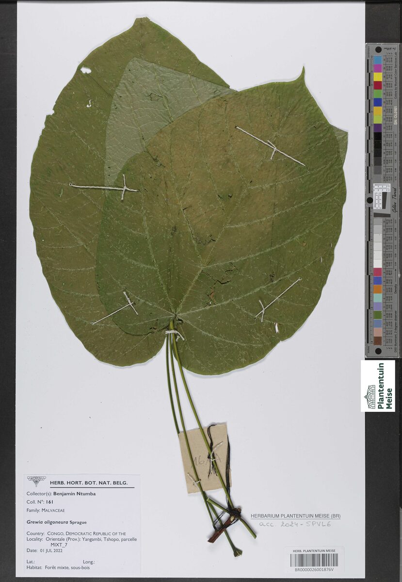 Grewia oligoneura