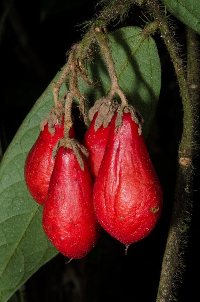 Grewia pinnatifida — photo