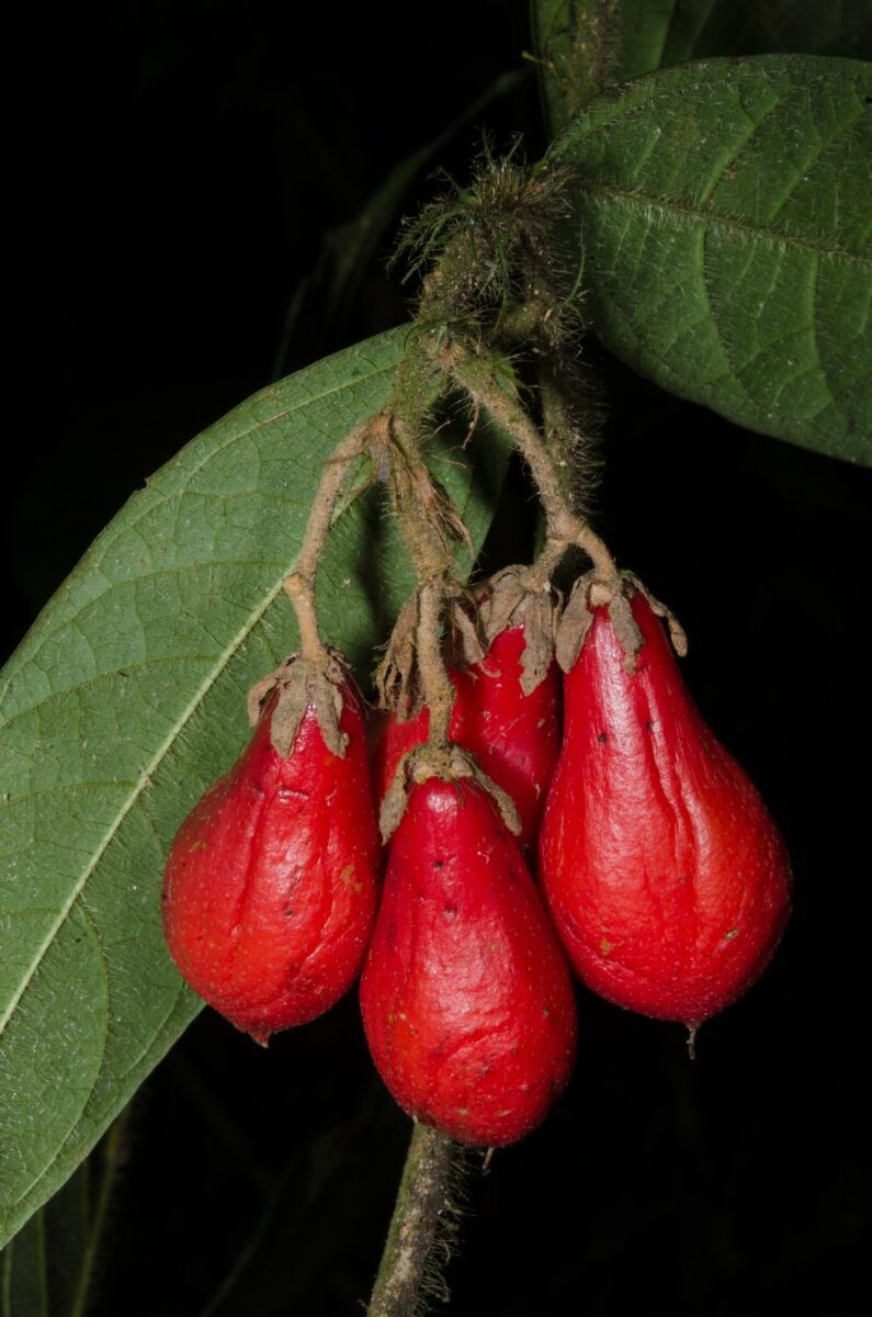 Grewia pinnatifida — photo