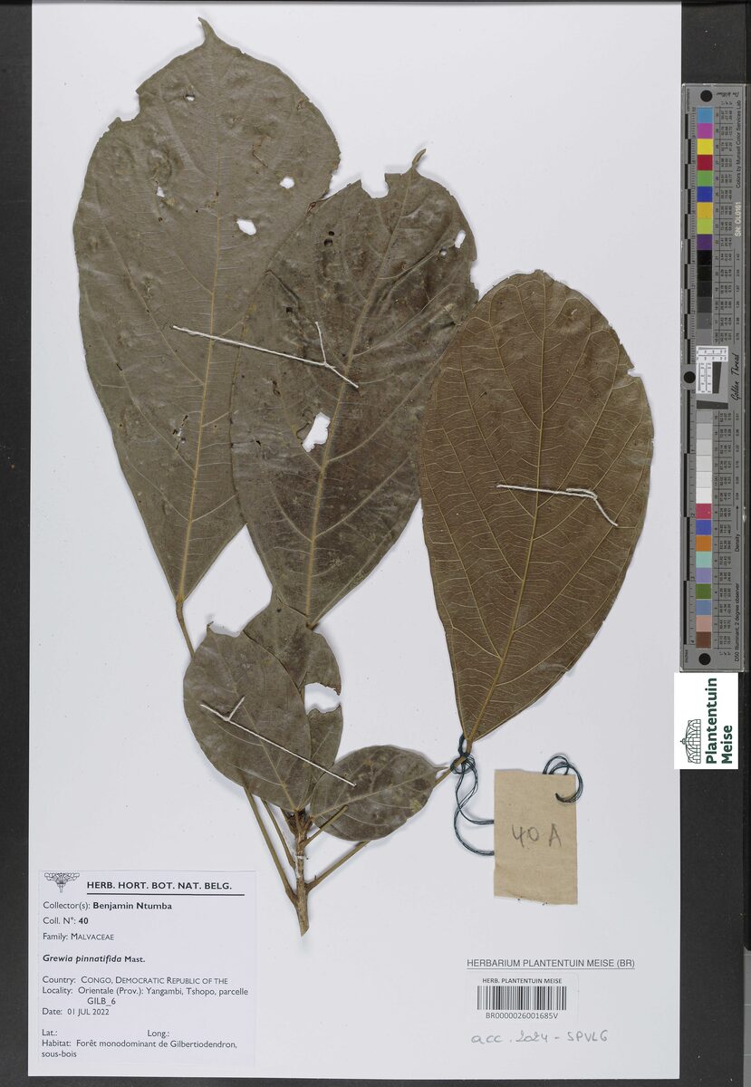Grewia pinnatifida