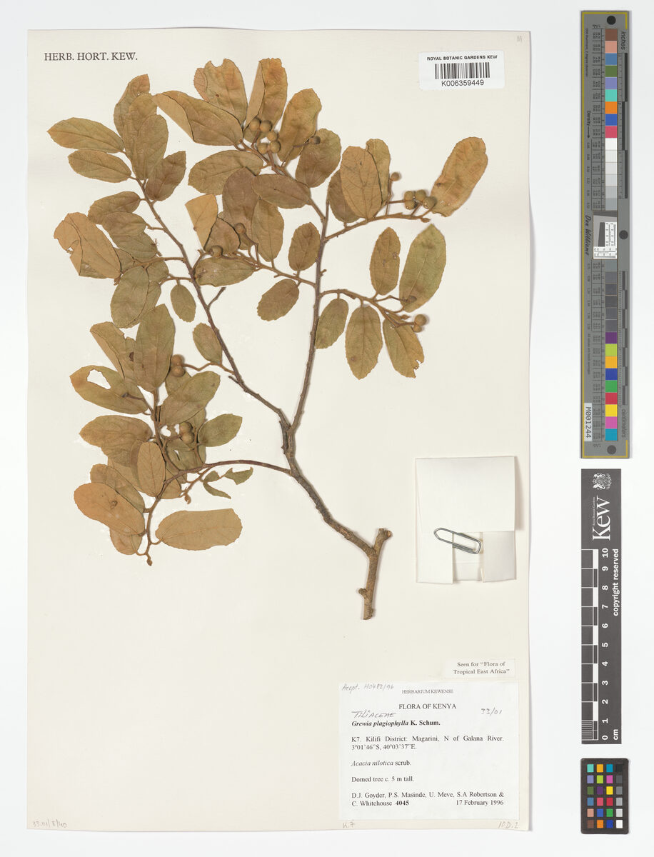 Grewia plagiophylla — photo