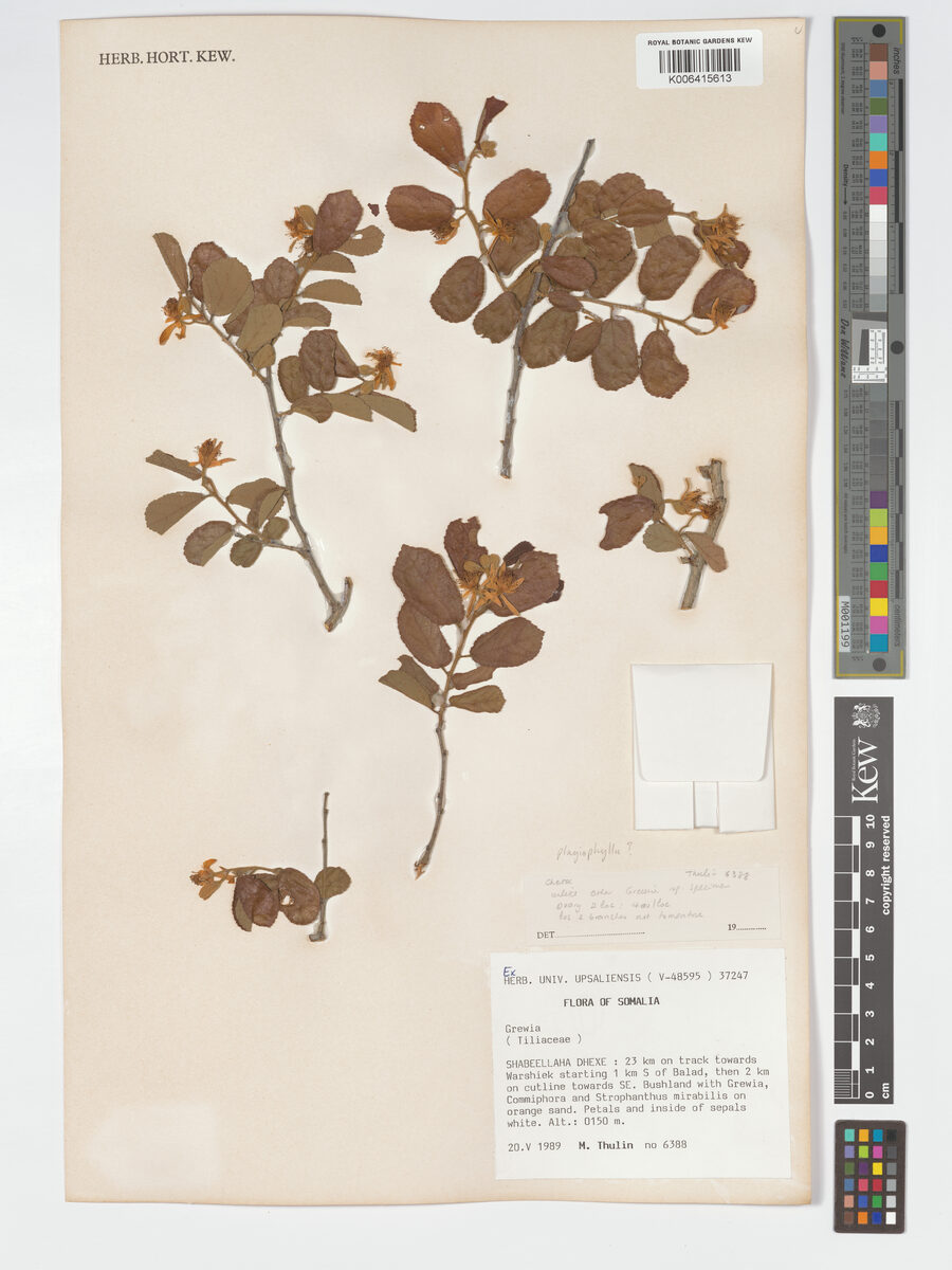 Grewia plagiophylla — photo