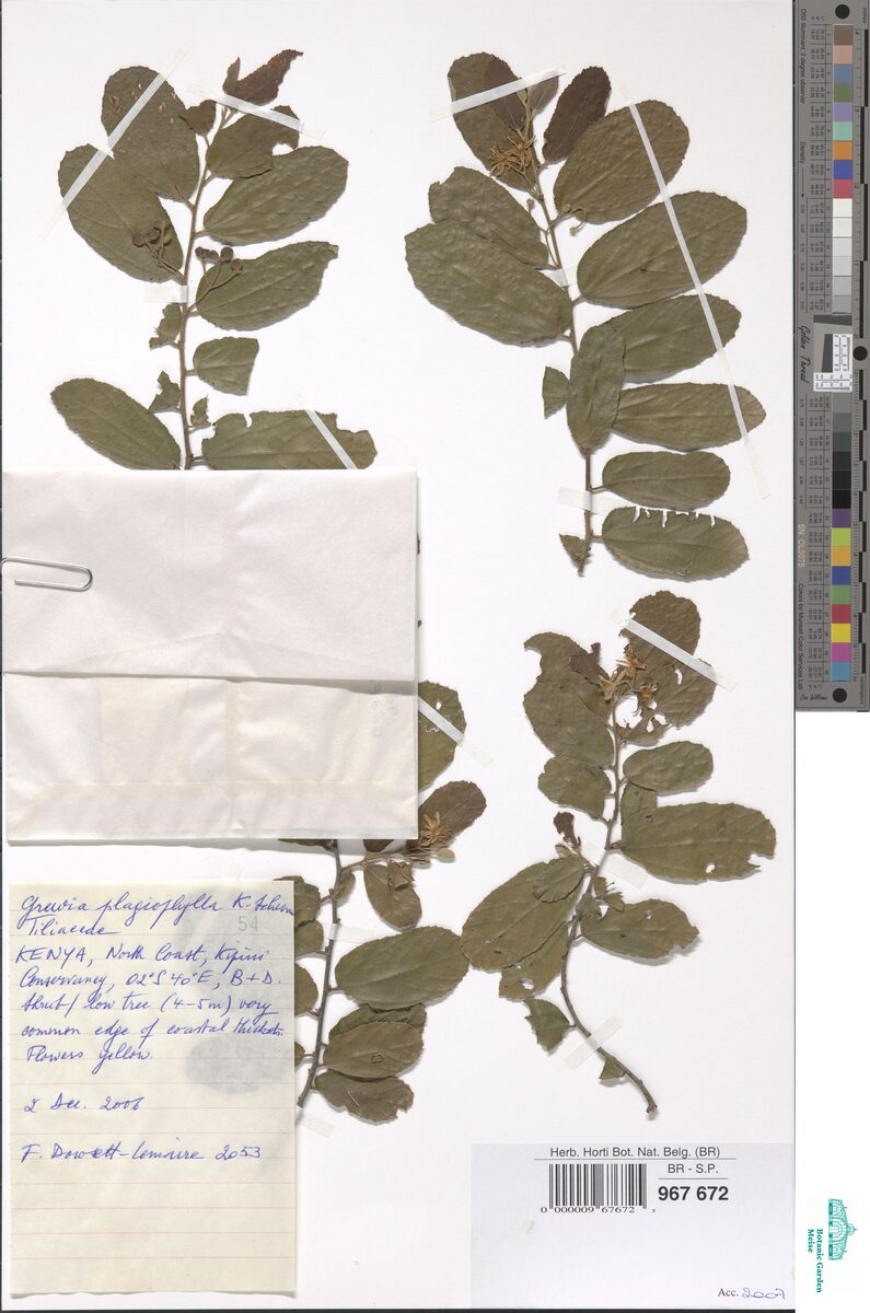 Grewia plagiophylla
