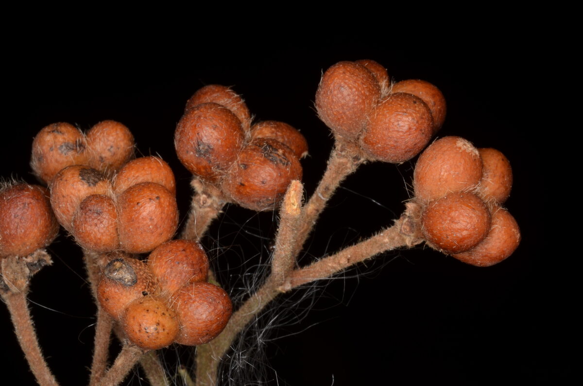 Grewia pubescens — photo