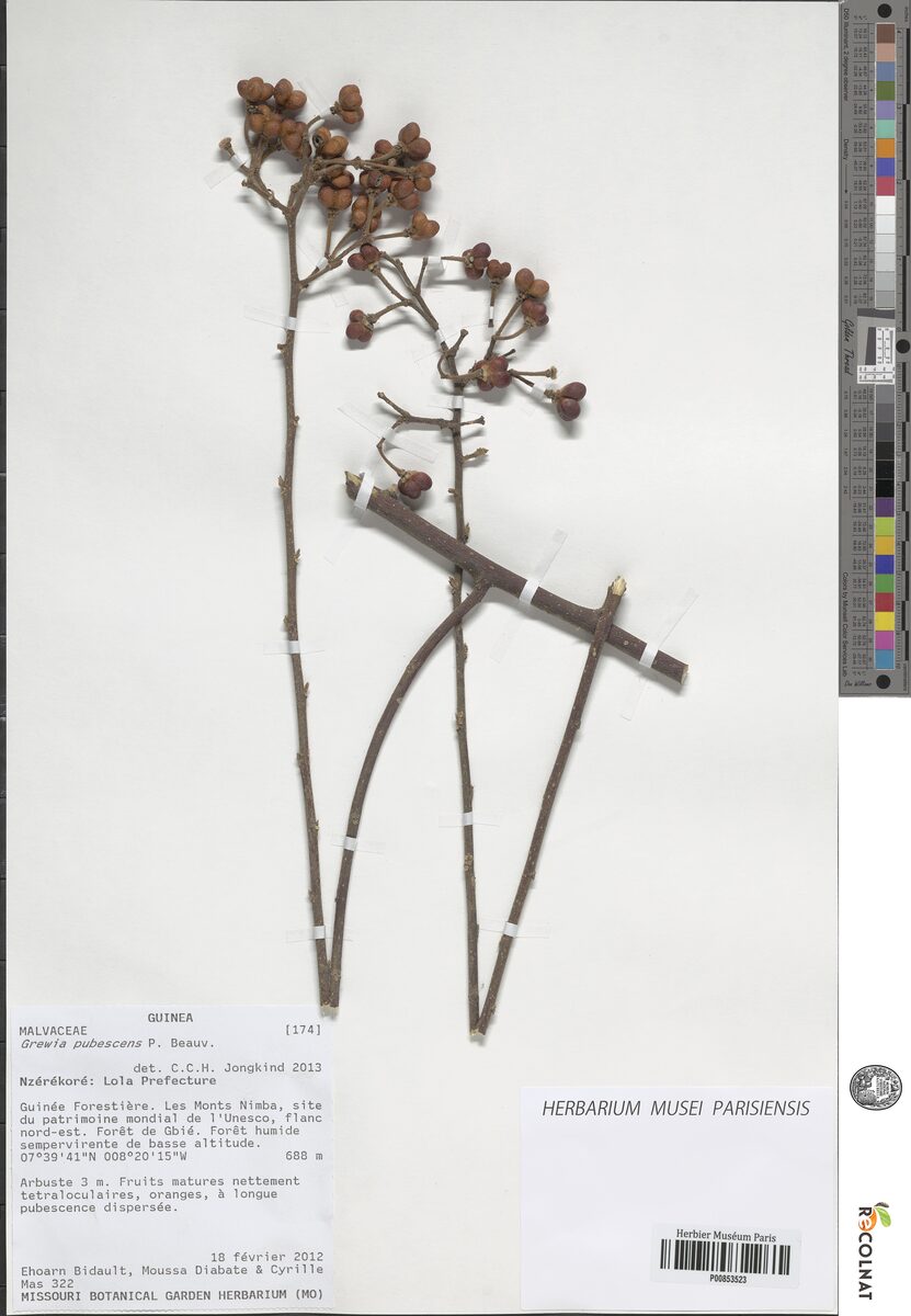 Grewia pubescens — photo