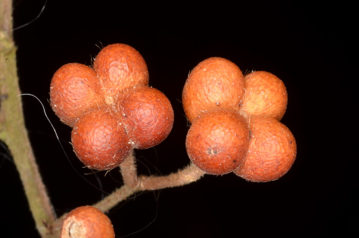 Grewia pubescens
