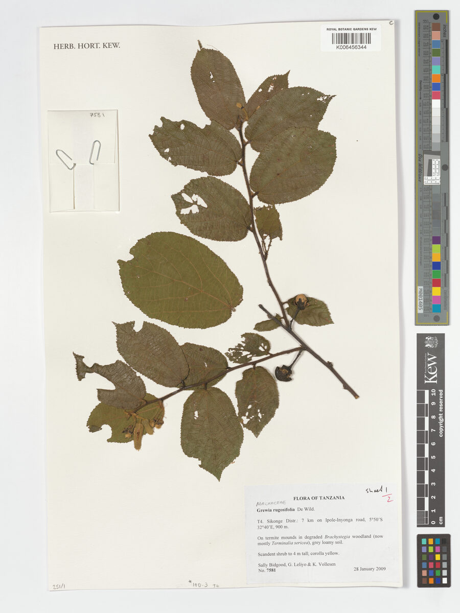 Grewia rugosifolia — photo
