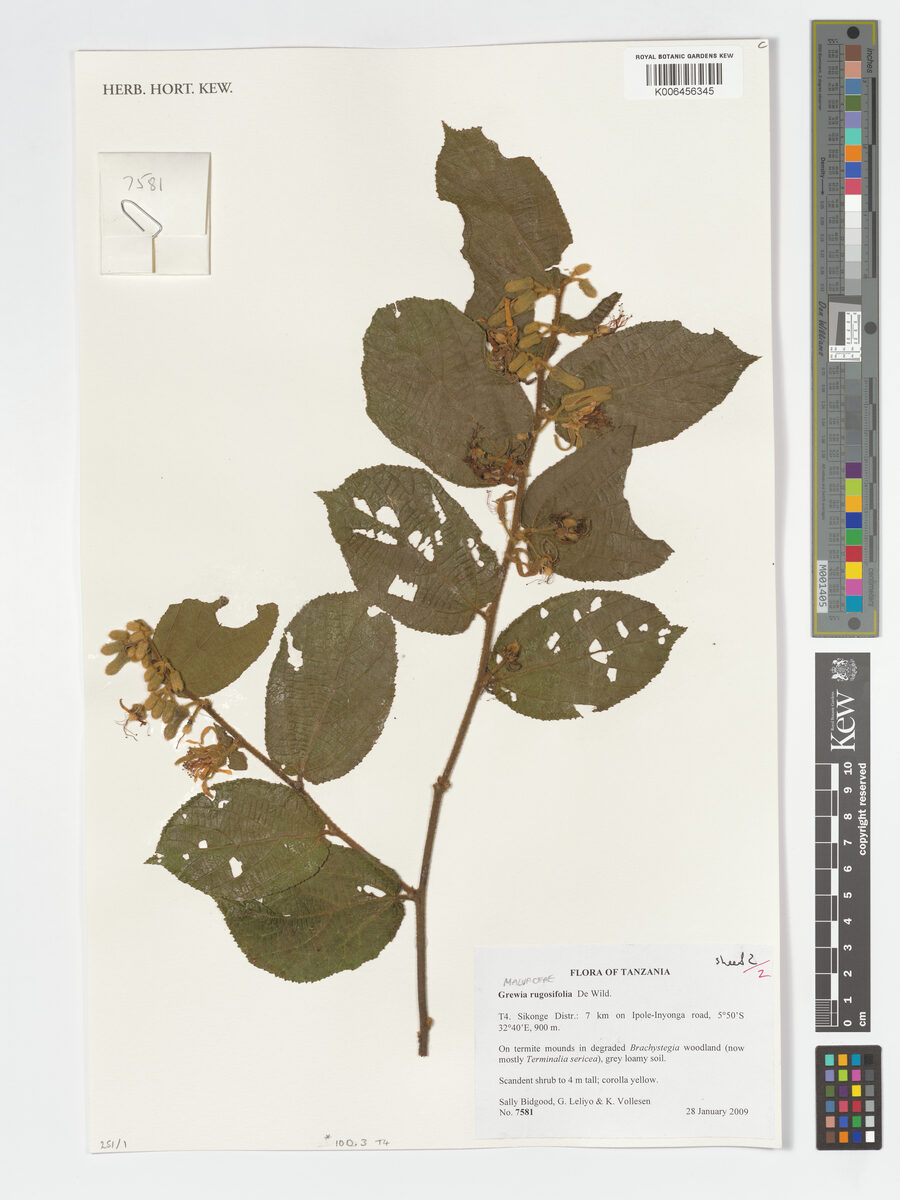 Grewia rugosifolia — photo