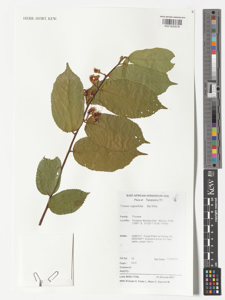 Grewia rugosifolia