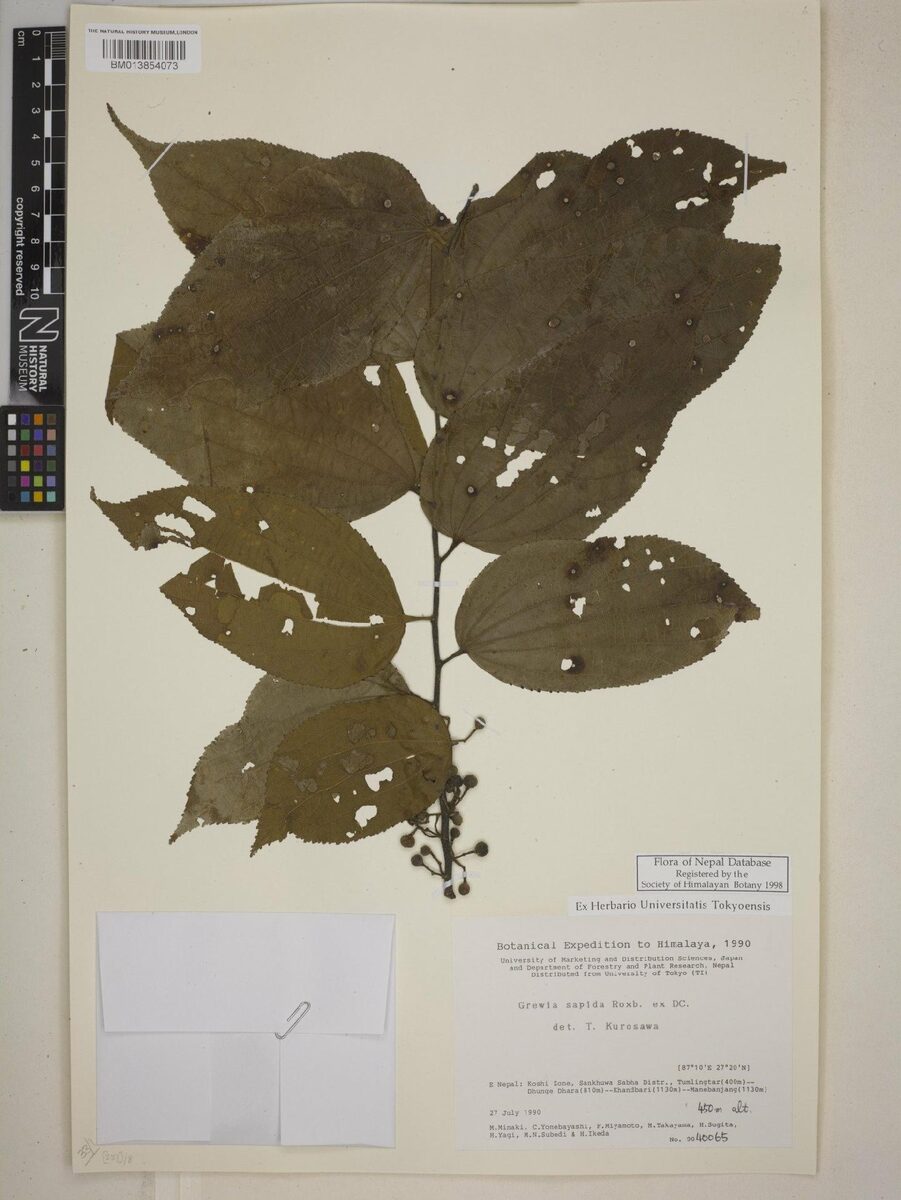 Grewia sapida