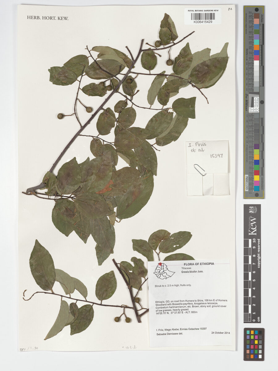 Grewia schweinfurthii — photo