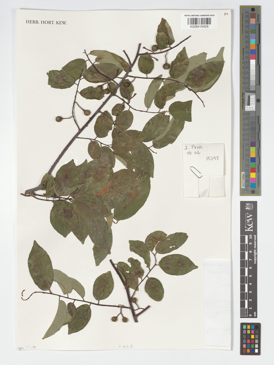 Grewia schweinfurthii — photo