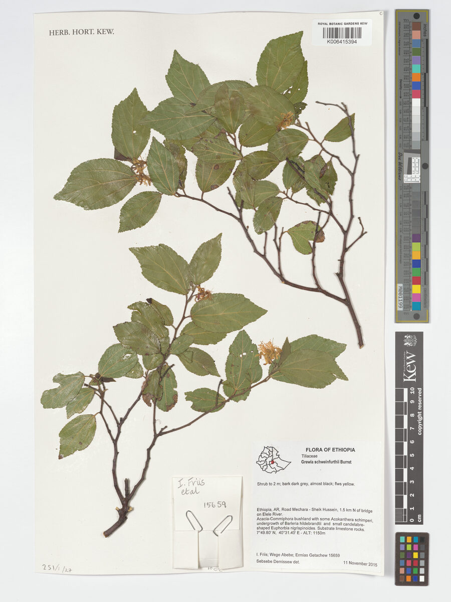 Grewia schweinfurthii