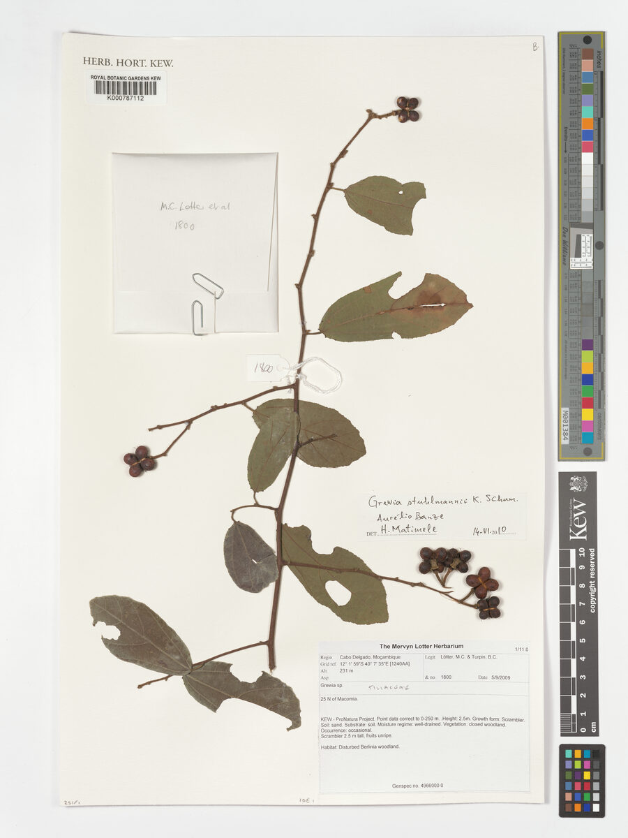 Grewia stuhlmannii — photo