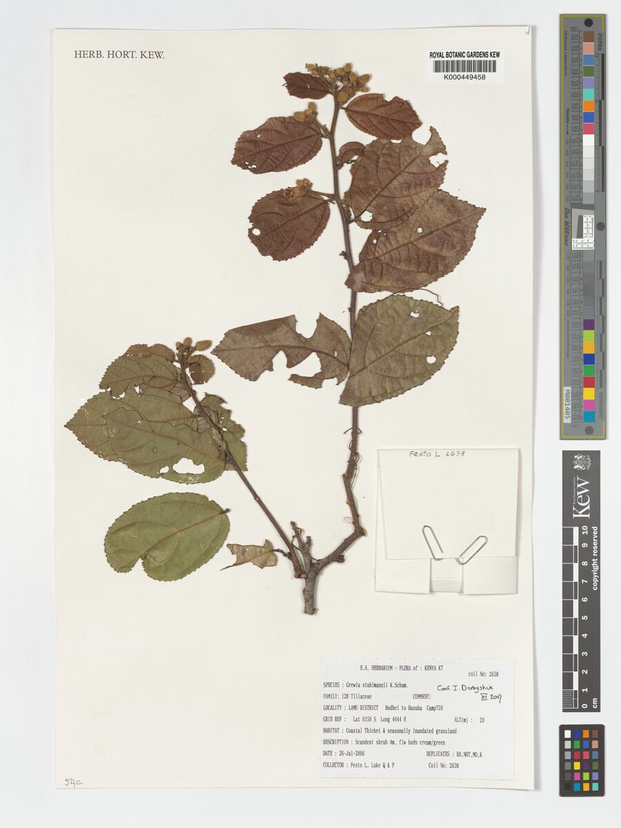 Grewia stuhlmannii — photo