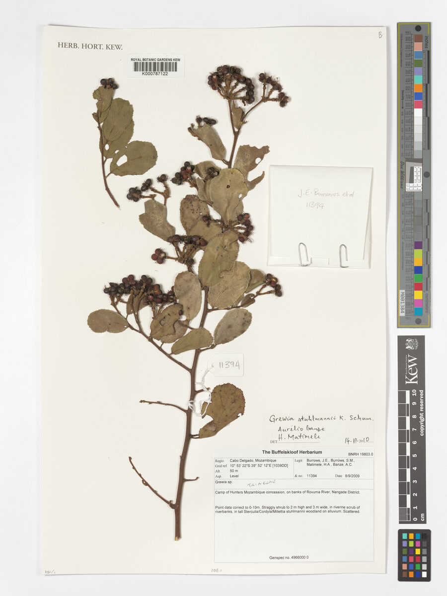 Grewia stuhlmannii