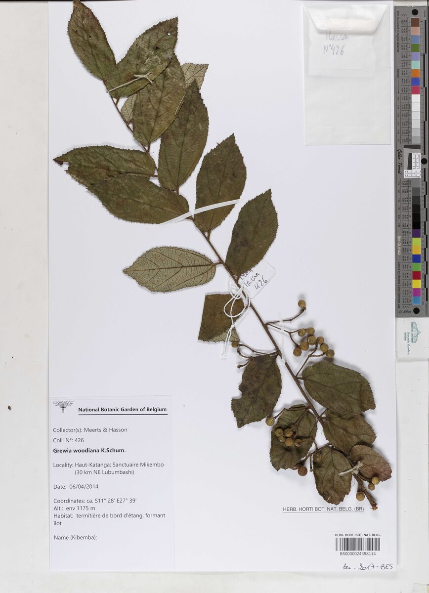 Grewia woodiana — photo