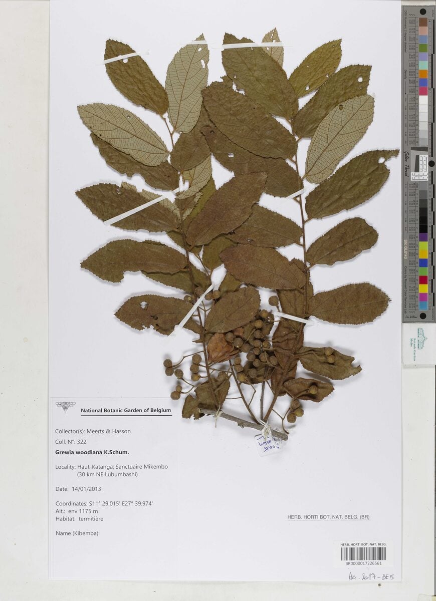 Grewia woodiana — photo