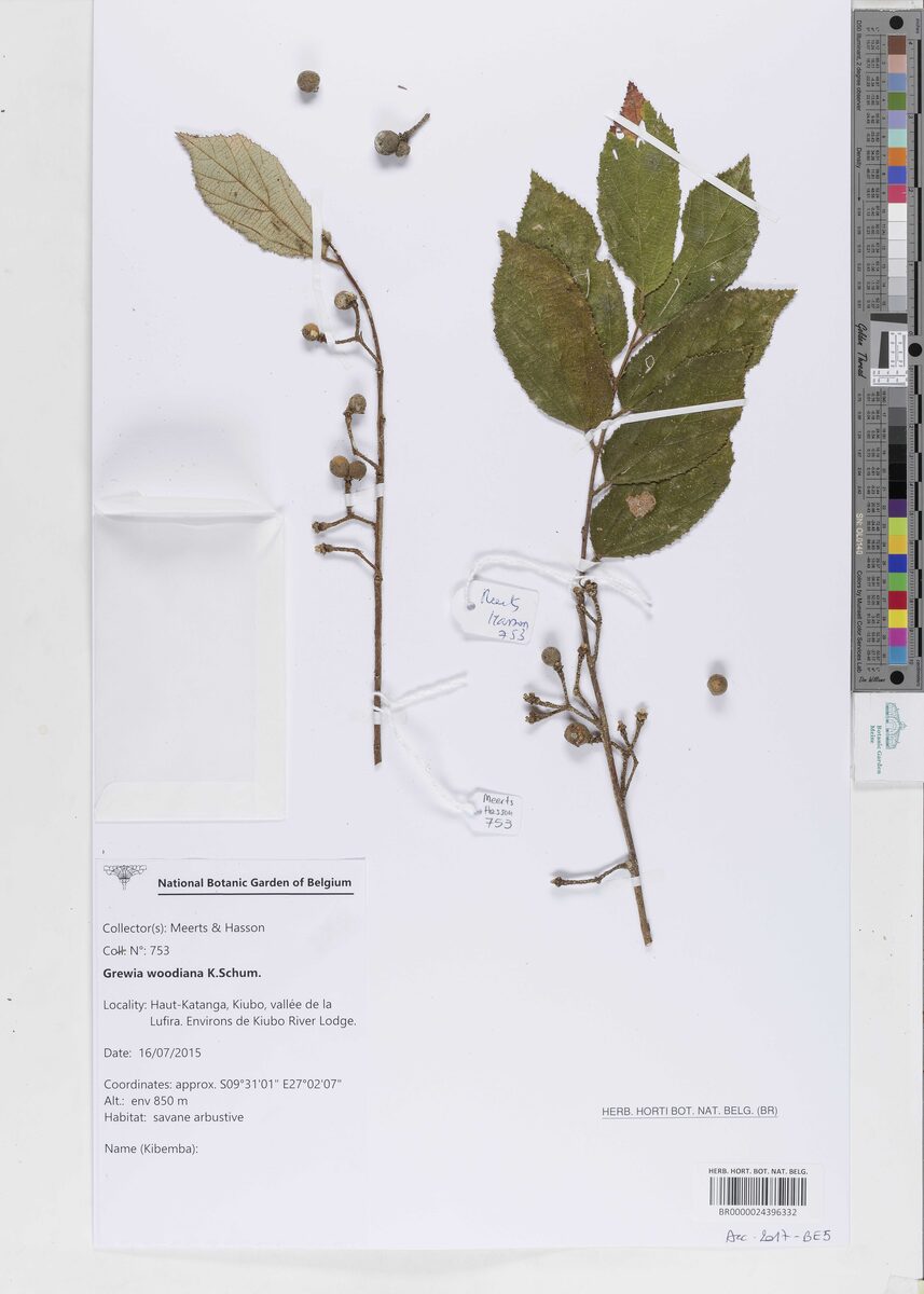 Grewia woodiana