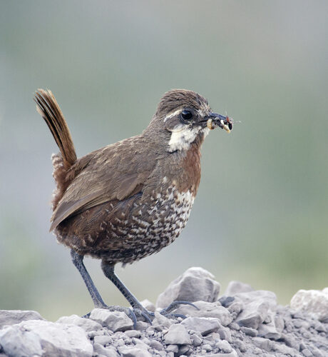 Grias haughtii (Tapaculo) — photo
