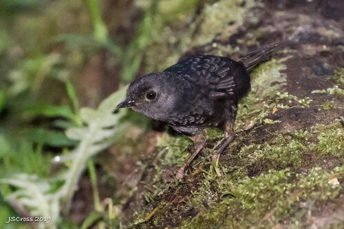 Grias haughtii (Tapaculo) — photo