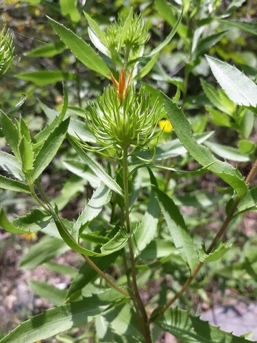 Grindelia lanceolata (Rosin Weed) — photo