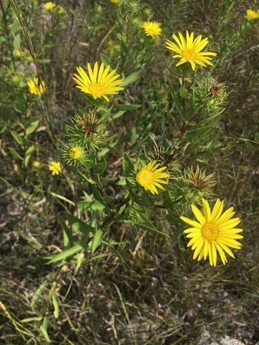Grindelia lanceolata (Rosin Weed) — photo