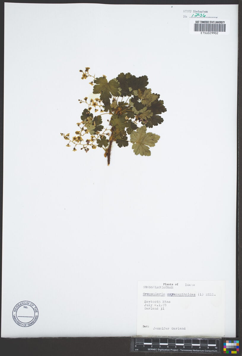 Grossularia oxyacanthoides