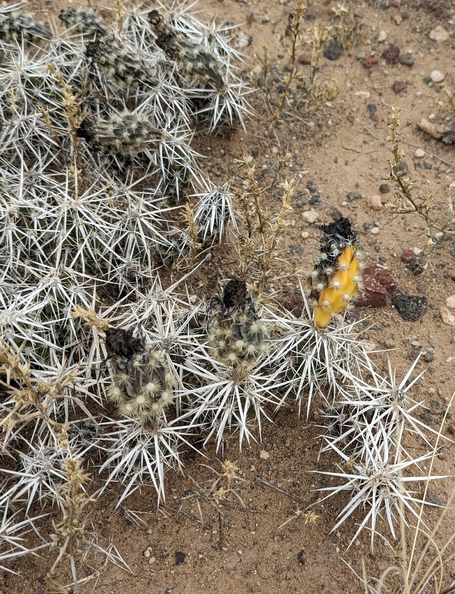 Grusonia clavata - (Engelm.) H.Rob. (Dagger Club Cholla) — photo