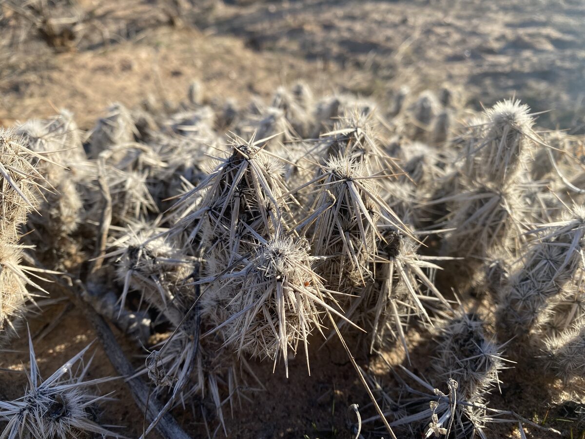 Grusonia clavata - (Engelm.) H.Rob. (Dagger Club Cholla) — photo